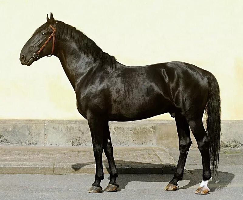 Кладрубская лошадь. Кладрубская порода лошадей. Вороная кладрубская лошадь. Чешская порода лошадей старокладрубская. Кладрубская лошадь экстерьер.