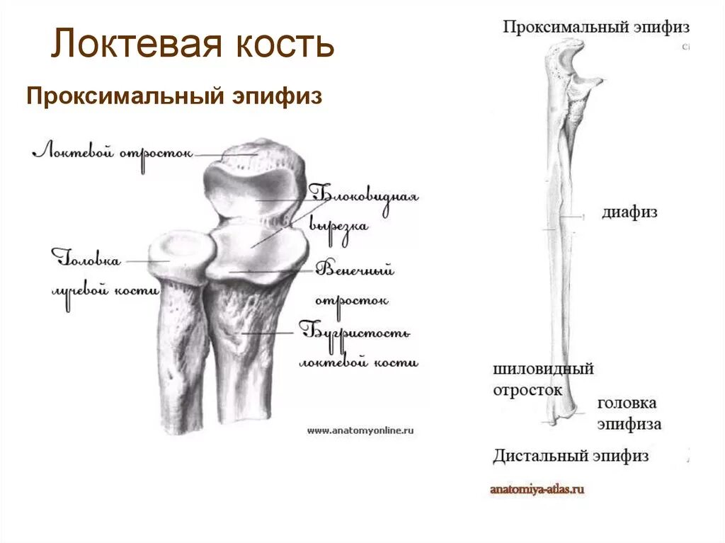 Отросток дистального эпифиза