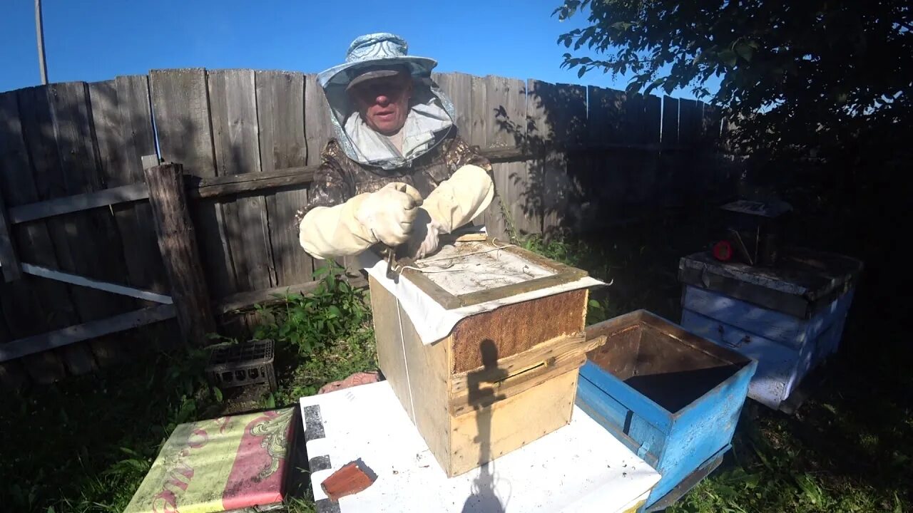 Пасека рябухина 2020. Ловля роёв пчёл ловушками 2021. Ловля роёв пчёл ловушками секреты. Ловушка для ловли пчел. Ловля роев пчел ловушками 2023.