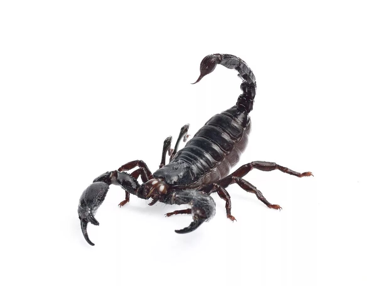 Scorpion white. Белый Скорпион. Скорпионы паукообразные на белом фоне. Белый Скорпион на черном фоне. Scorpion на белом фоне.