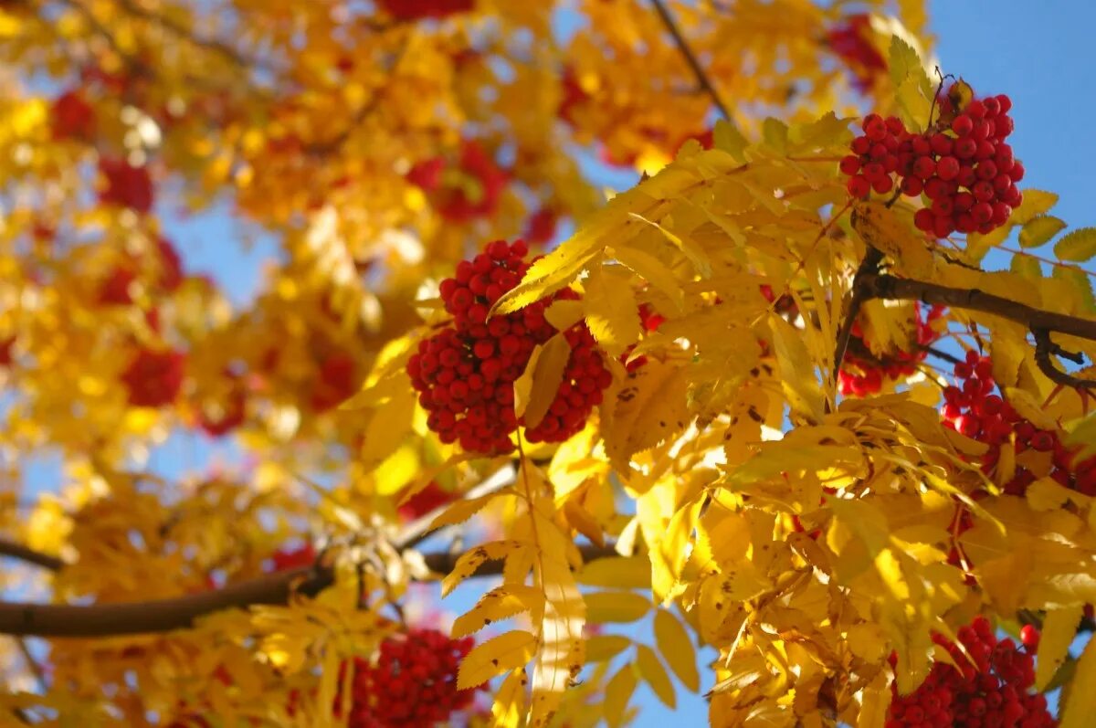 с началом октября. красивые осенние открытки. золотой кленовый лист. 1 сентября осень. осень октябрь.