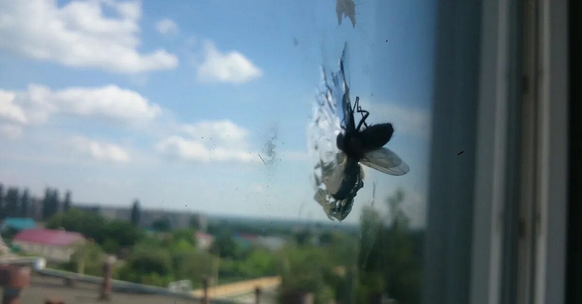 В открытый роток влетел. Насекомые на окне. Муха на окне. Комар разбился об стекло. Челябинская Муха в стекле.