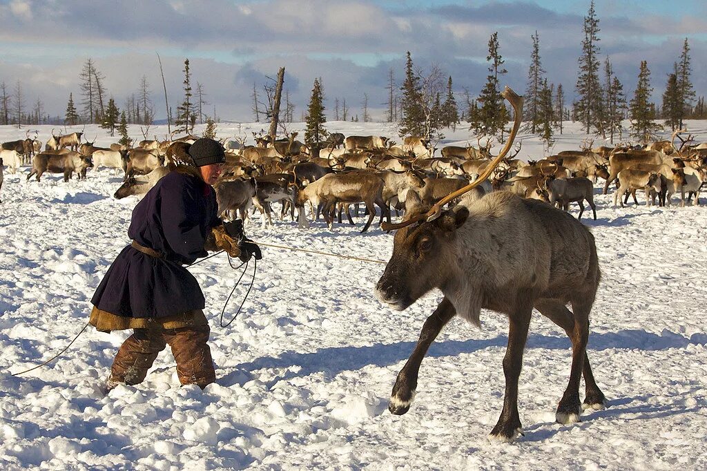 Основное занятие жителей крайнего севера россии. Ненцы кочуют таймыр. Ненцы оленеводы. Ненцы-оленеводы кочевье упряжка оленей. Суринда эвенкия.