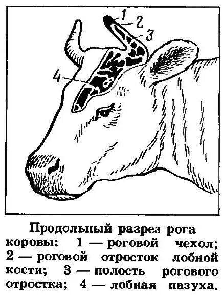 Строение рога крупного рогатого скота. Строение рога жвачных. Строение рога КРС анатомия. Строение Рогов КРС.