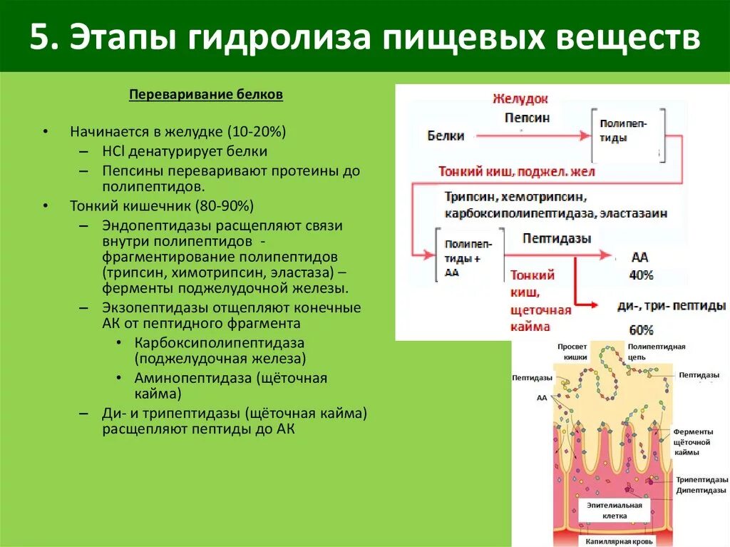 Расщепление полипептидов. Переваривание белков в желудочно-кишечном тракте схема. Гидролиз и всасывание белков в ЖКТ. Схема переваривания и всасывания белков. ЖКТ процесс пищеварения.