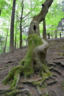 Tree legged