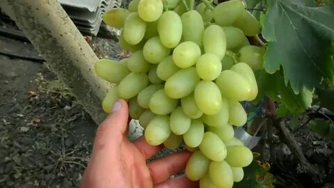 Мускат изюмский виноград описание сорта фото отзывы