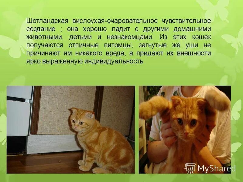Проект мой питомец про кошку. Описание кошки. проект про домашнюю кошку. доклад про кошек. рассказ про кошку 2 класс.