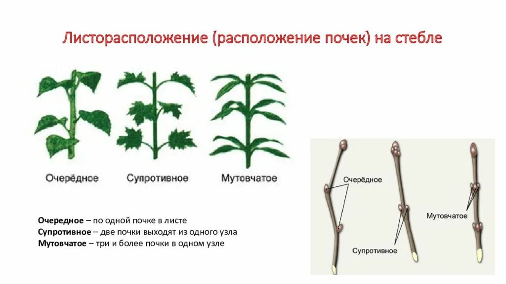 Два типа побегов. Очередное супротивное мутовчатое листорасположение. Мутовчатое расположение почек. Типы расположения листьев на побеге. Листья и почки на стеблях располагаются.