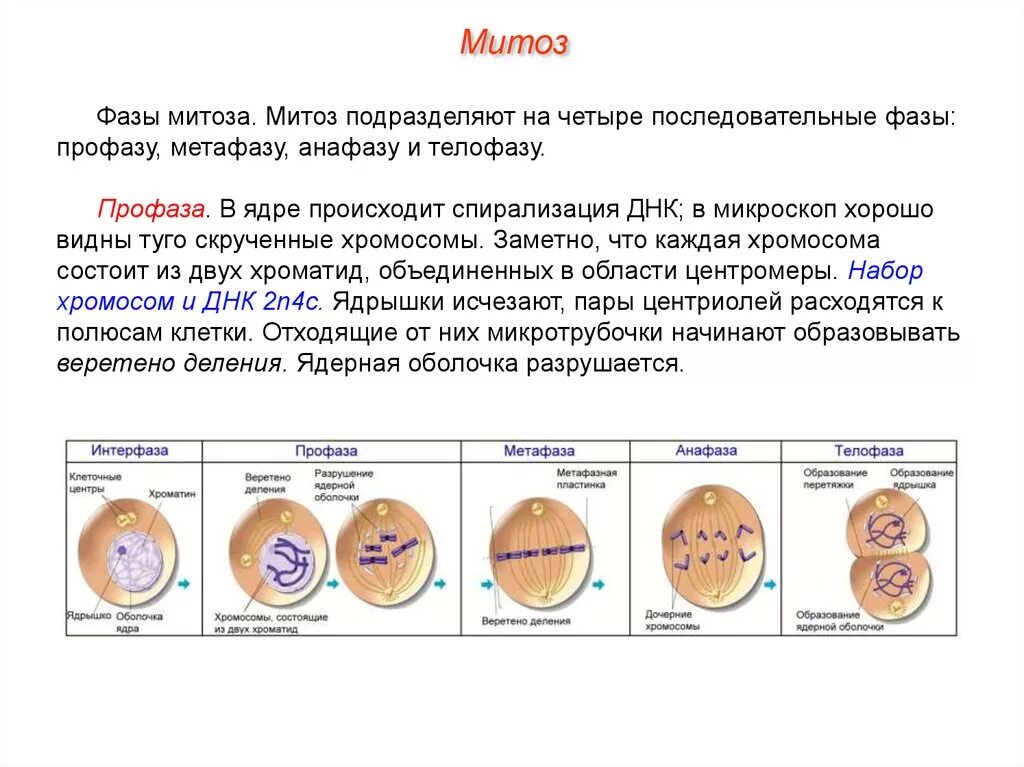 Фазы деления митоза таблица. Фаза деления клетки анафаза. 1 Фаза деления митоза. Ядрышко в профазе. Митоз фазы кратко
