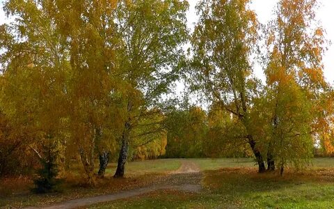 Береза у дороги 4 класс