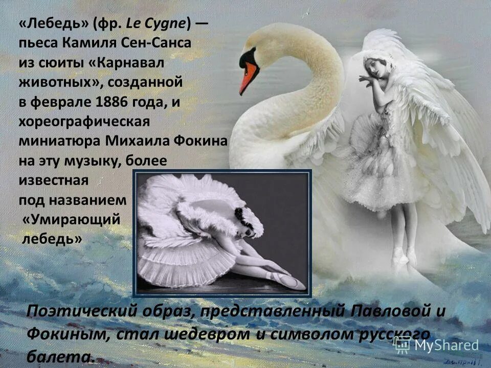 Лебедь. Н толстого. Лебедь сен-санса. Н толстого. Рассказ лебеди слушать.