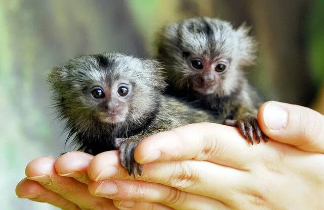 Pin on ЖИВОТНЫЕ. Cute animals, Animal lover, Koala bear