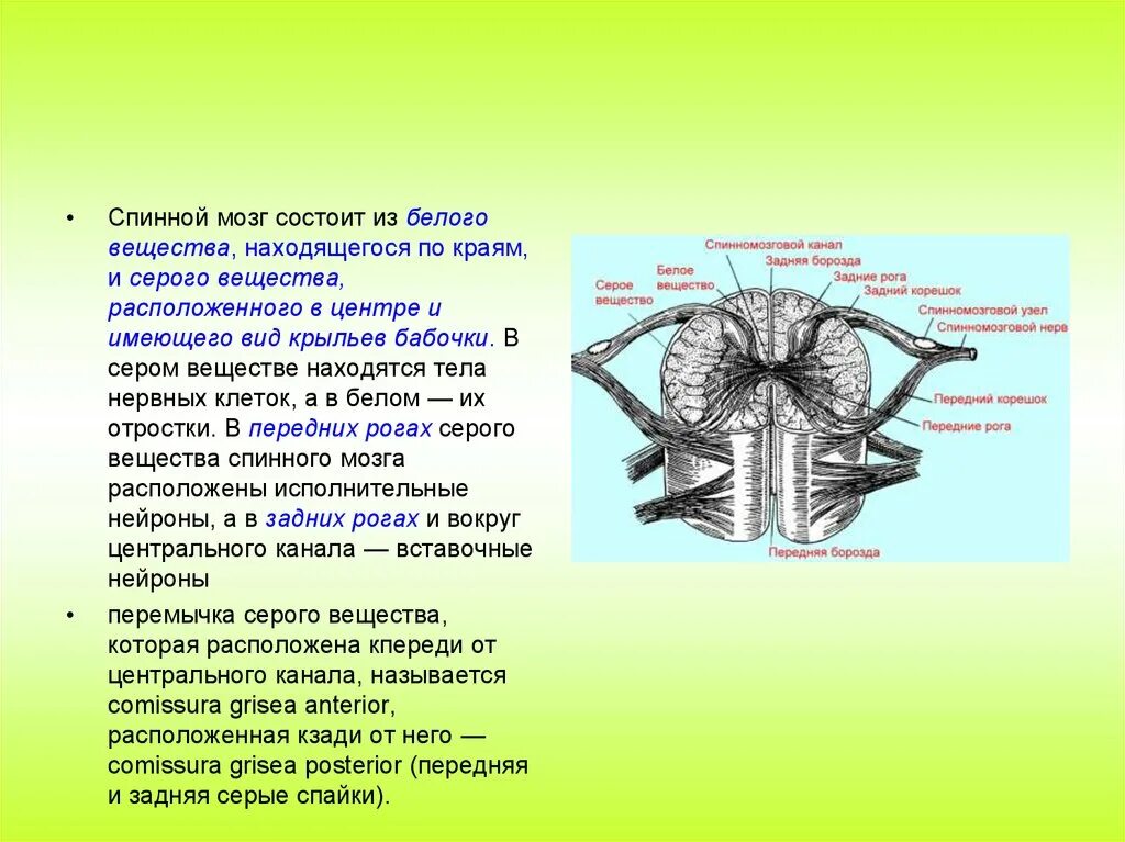Задние рога спинного мозга. Передние рога спинного мозга. Белое вещество в спинном мозге расположено. Боковые рога спинного мозга располагаются.