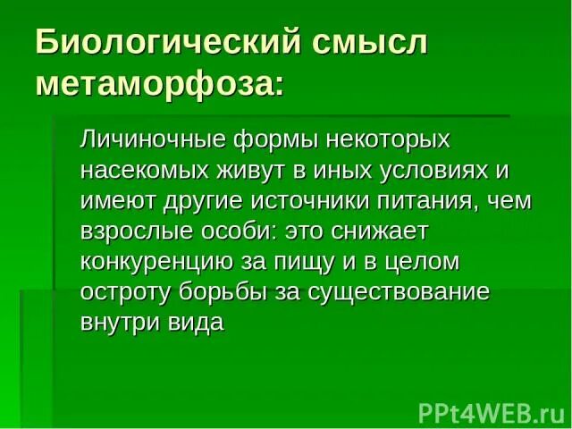 Ученый предположил что некоторые насекомые