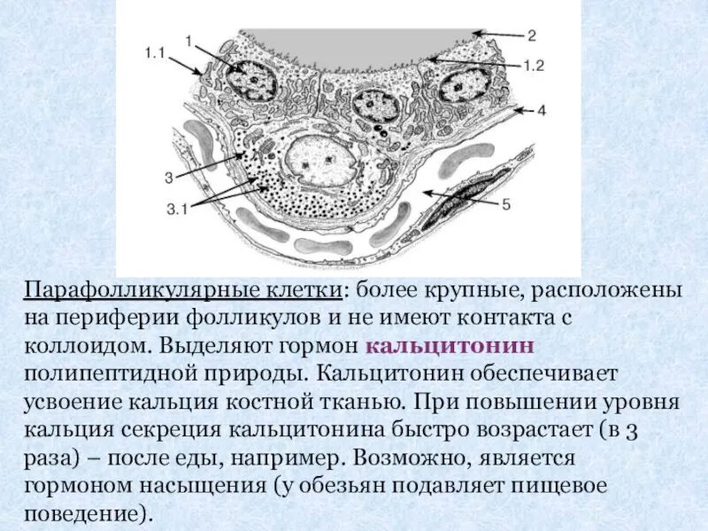 Парафолликулярные клетки щитовидной железы. Фолликулы по периферии. Парафолликулярные клетки щитовидной железы вырабатывают. Парафолликулярные клетки щитовидной железы секретируют. Фолликул тироцита