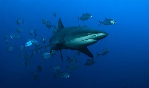 Shark island