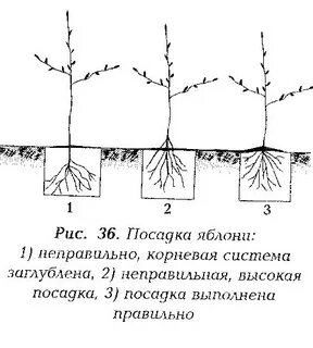 Расстояние между яблонями