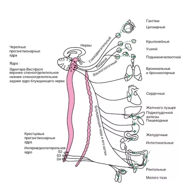 Блуждающий нерв парасимпатическая нервная. Блок схема парасимпатического отдела вегетативной нервной системы. Блуждающий нерв вегетативная нервная система. Парасимпатический отдел вегетативной нервной системы схема. Симпатические ганглии схема.