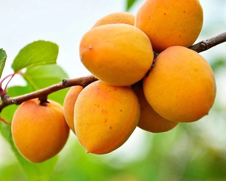 Абрикос олимп. Абрикос гвиани. Абрикос колоновидный принц март. Абрикос сорт лунатик. Абрикос крапчатый.