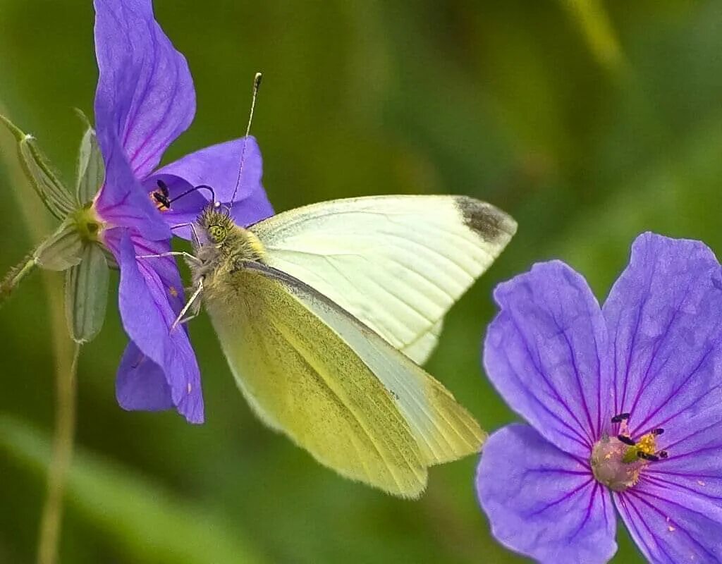 бабочка капустница зеленая. куколка бабочки капустницы. куколка бабочки капустницы. куколка бабочки белянки. кокон капустницы.