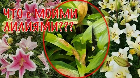 Лилии стоят на месте