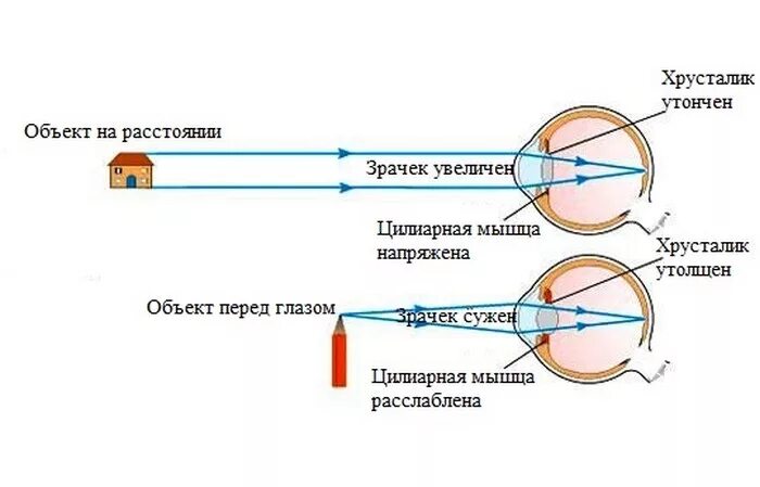 Принцип работы хрусталика 8 класс биология. Схема преломления лучей хрусталиком глаза. Схема аккомодации хрусталика. Схема преломления лучей света хрусталиком. Принц работы хрусталика.