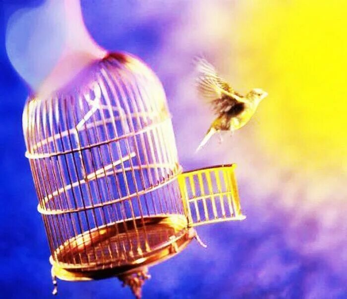 Птица вылетает из клетки. Птица в золотой клетке. Птичка в золотой клетке. Птичка без клетки