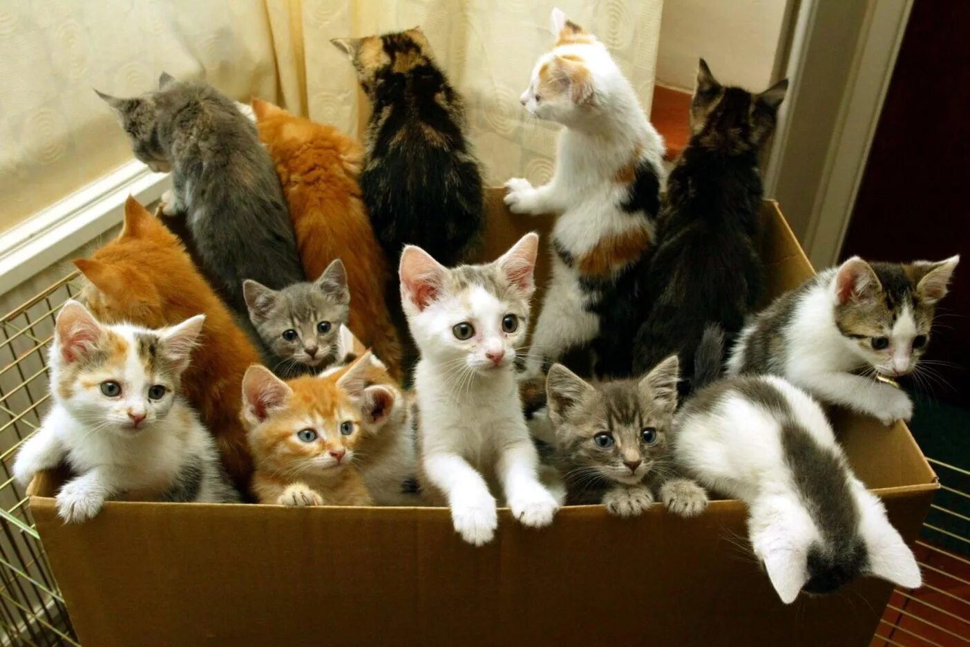 Кот 7 дней. Много кошек. много котят. несколько кошек. очень много котят.