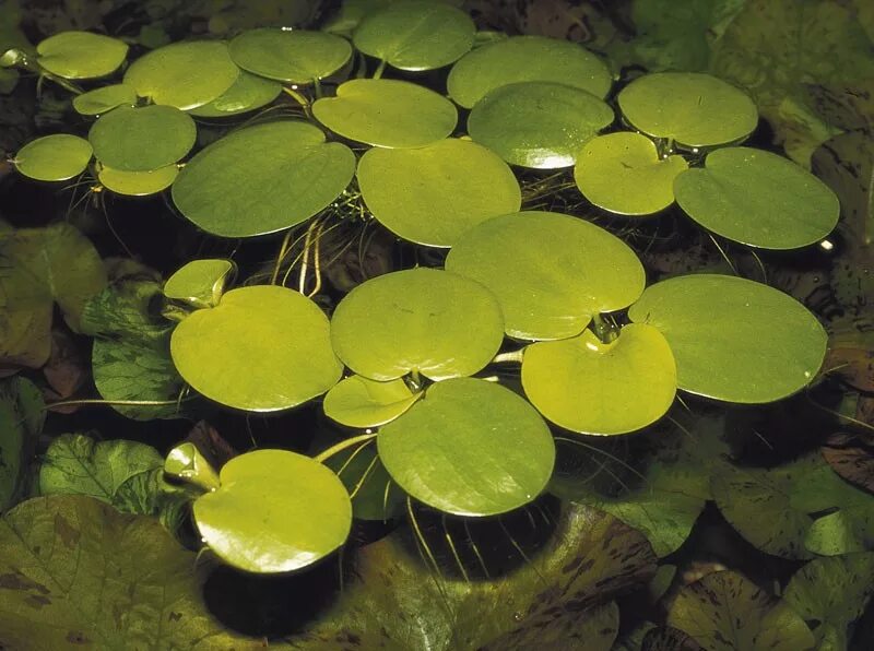 Виды плавающих растений. Лимнобиум пистия. Лимнобиум побегоносный. Лимнобиум тигровый. Пистия лимнобиум Сальвиния.