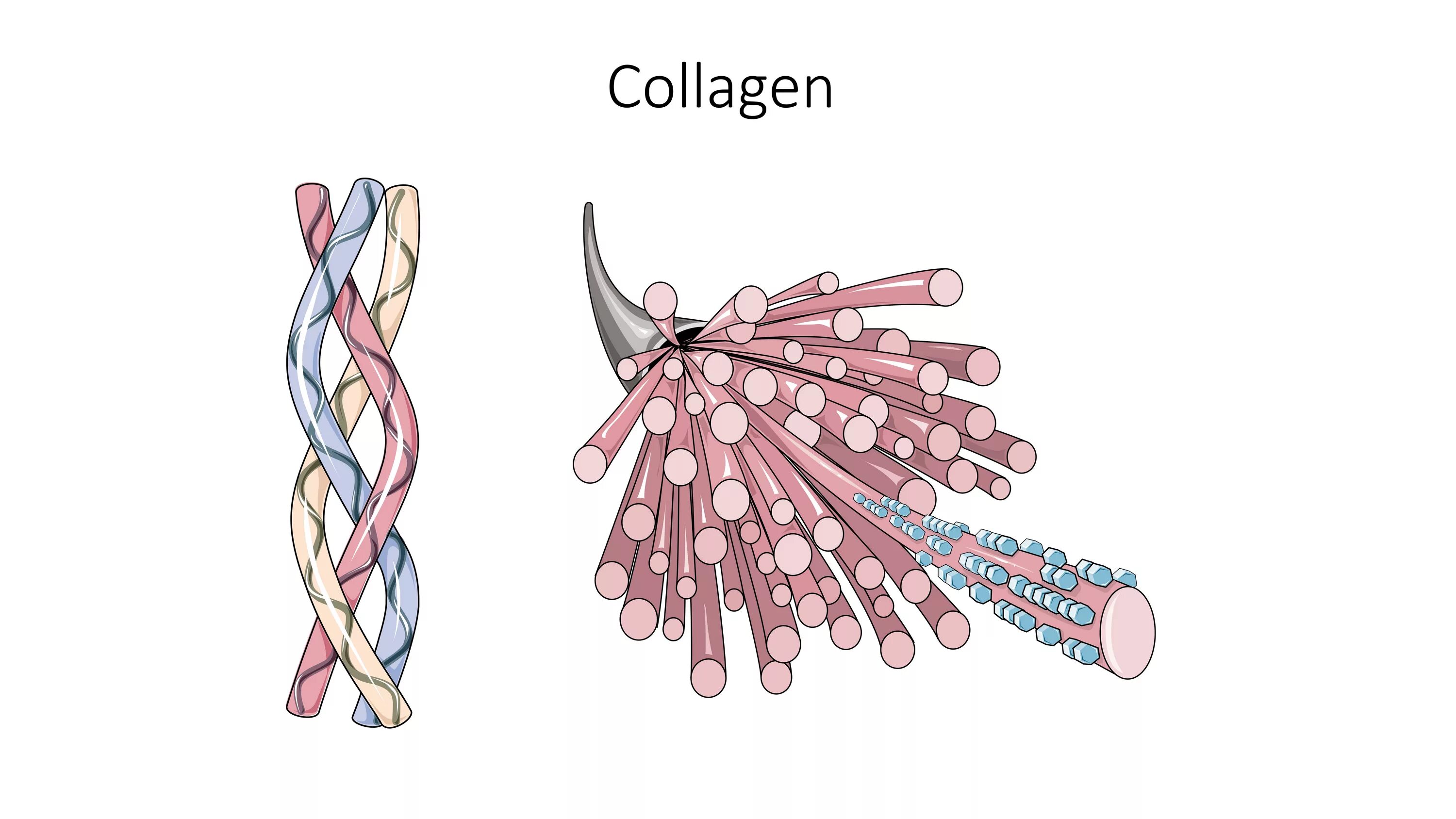 Коллаген картинка. Коллаген эластиновые волокна. Коллаген молекула. Коллаген рисунок. Коллаген анатомия.