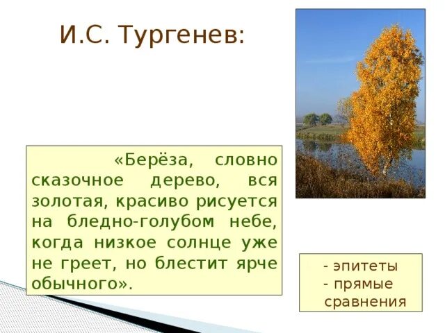 Береза словно сказочное дерево. И С Тургенев береза. Береза словно. Берёза словно сказочное дерево Тургенеева.