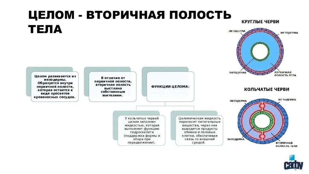 Целом функционирует как. Вторичная полость тела у кольчатых червей. Полости тела первичная вторичная смешанная таблица. Первичная и вторичная полость тела червей. Вторичная полость круглых червей.