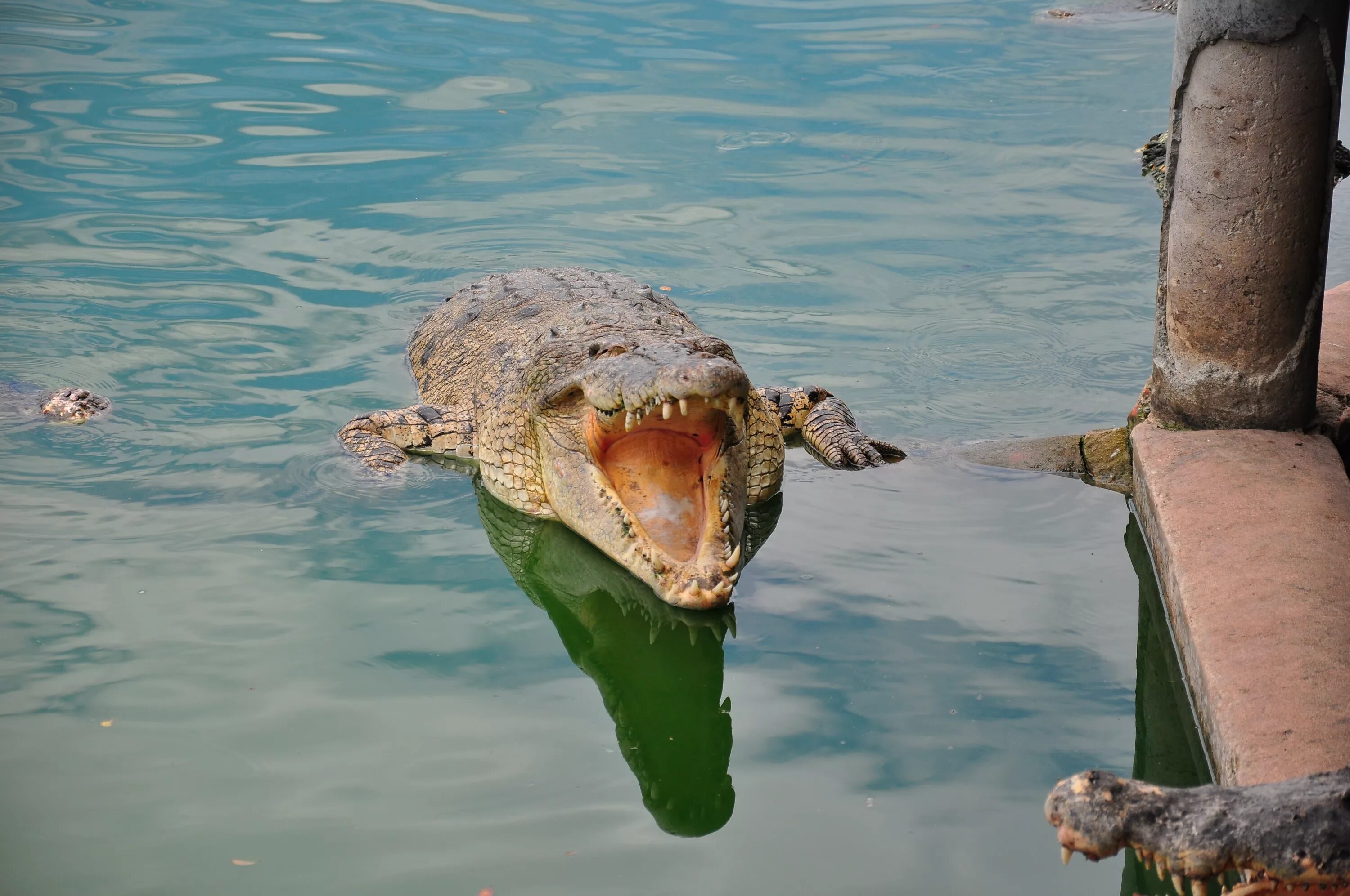 Гребнистый крокодил. Гребнистый крокодил челюсть. Нильский крокодил. Гребнистый крокодил в Австралии.