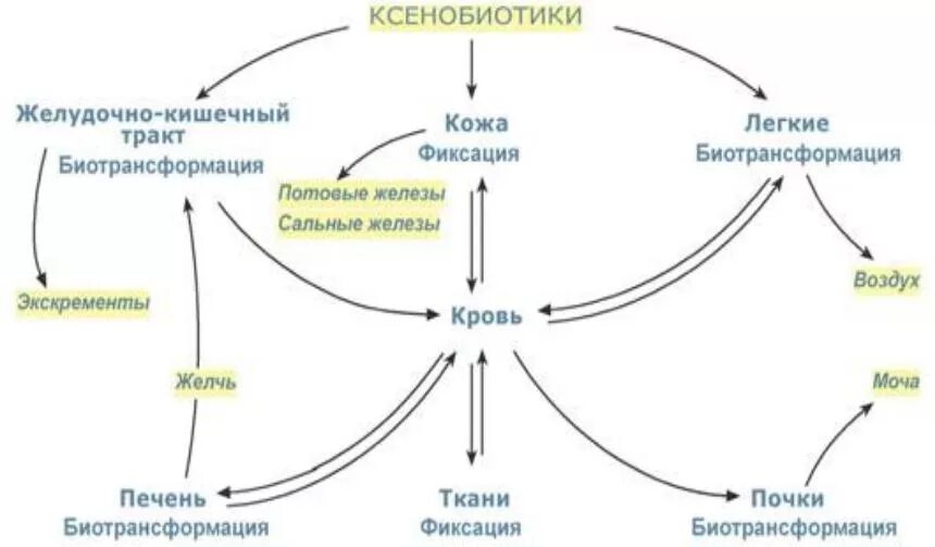 Ксенобиотики в организме. Механизмы обезвреживания ксенобиотиков. Схема метаболизма ксенобиотиков. Механизмы обезвреживания ксенобиотиков биохимия. Биотрансформация ксенобиотиков в печени биохимия.