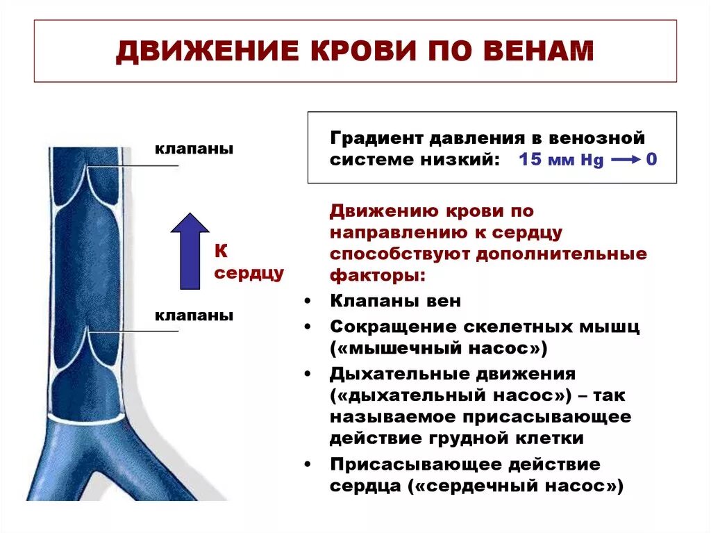 Низкое давление какие сосуды. Факторы способствующие движению крови в артериях. Факторы мешающие движению крови по сосудам. Строение вен нижних конечностей клапаны. Строение клапанов вен.