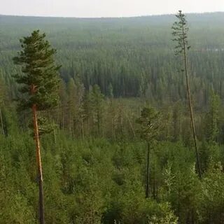 Лесной регион