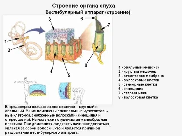 Биология 8 класс проверьте ваш вестибулярный аппарат. Мешочки вестибулярного аппарата. Отолитовый аппарат строение. Строение вестибулярного аппарата. Вестибулярный орган мешочки строение.