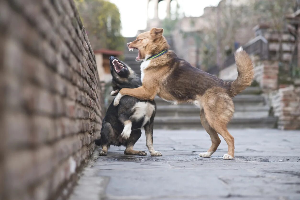 Предупредить нападение. Две собаки агрессируют.