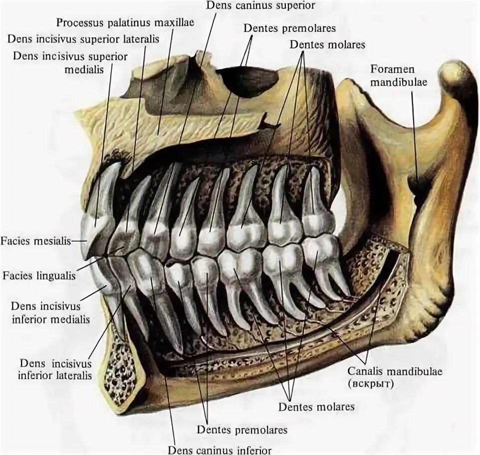 Корни зубов нижней челюсти расположение. Зубы нижней челюсти анатомия корни.