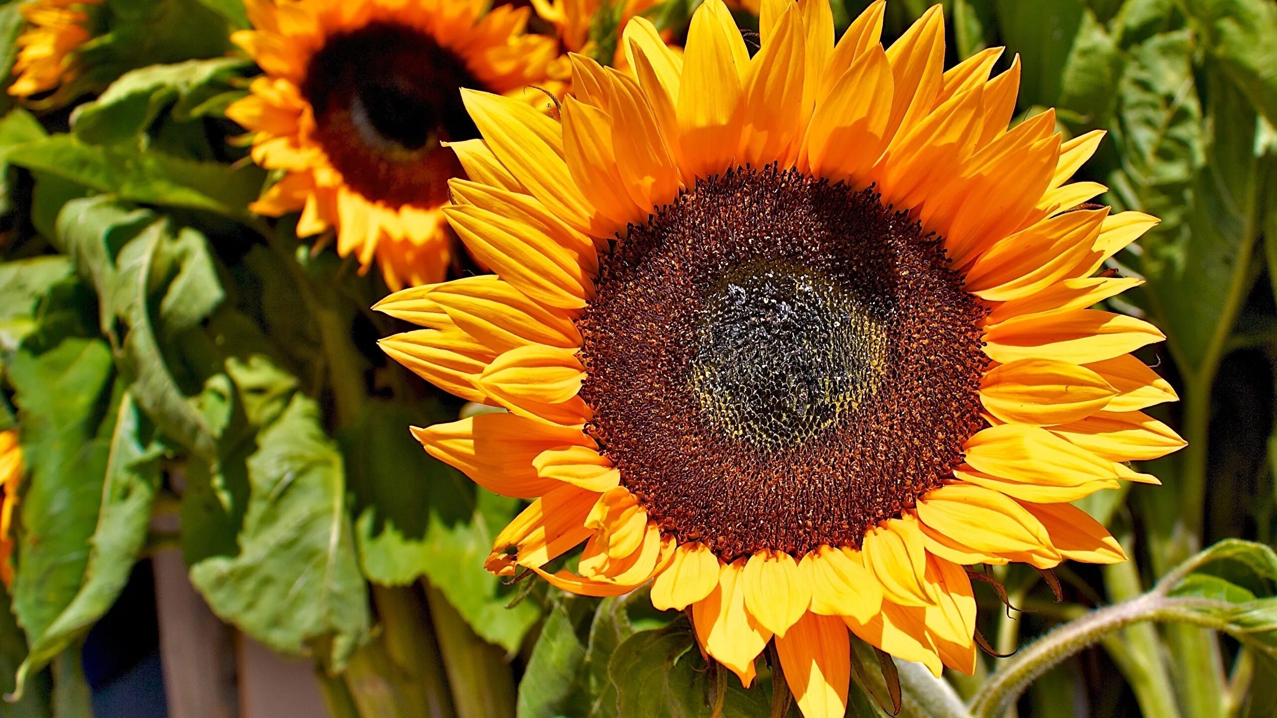Подсолнечник лакомка. Подсолнечник спк. Подсолнечник сорт «варяг» рс1. Подсолнечник спк. Подсолнечник спк фото.