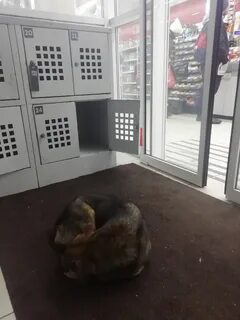 В новороссийске кошка