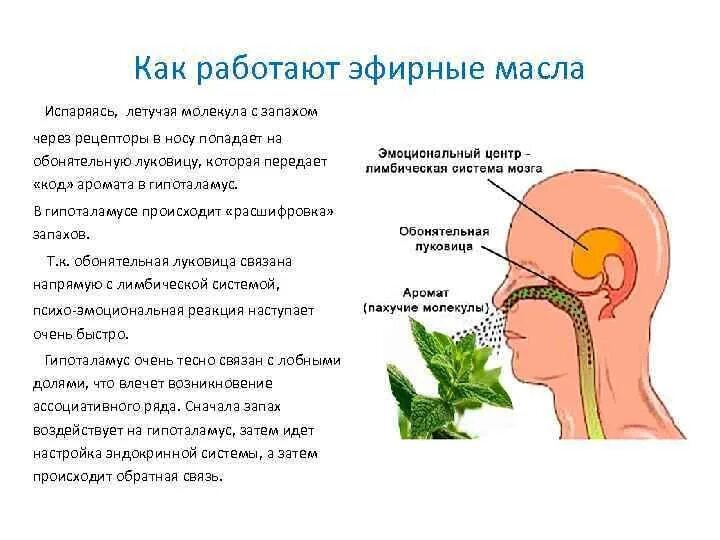 Механизм действия эфирных масел. Лимбическая система и эфирные масла. Механизм воздействия эфирных масел. Восприятие запахов.