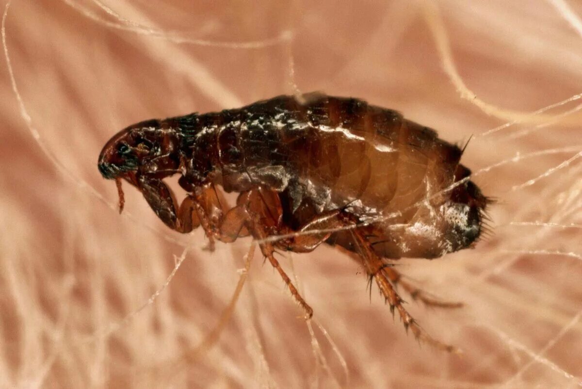 Блохи без животных. Постельный клоп cimex lectularius (личинки, нимфы). личинки блохи червеобразные. постельный клещ клоп блоха.