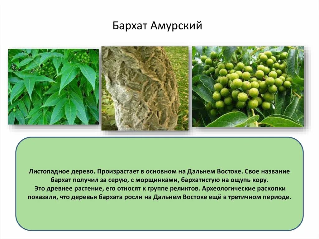 Амурский бархат ягода и их применение. Бархат амурский листья. бархат амурский интересные факты. амурский бархат бумага. дальневосточные растения презентация.