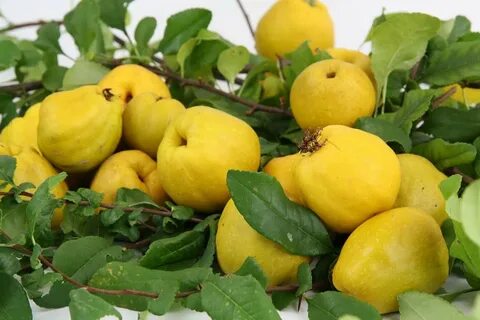 Айва японская плоды как использовать