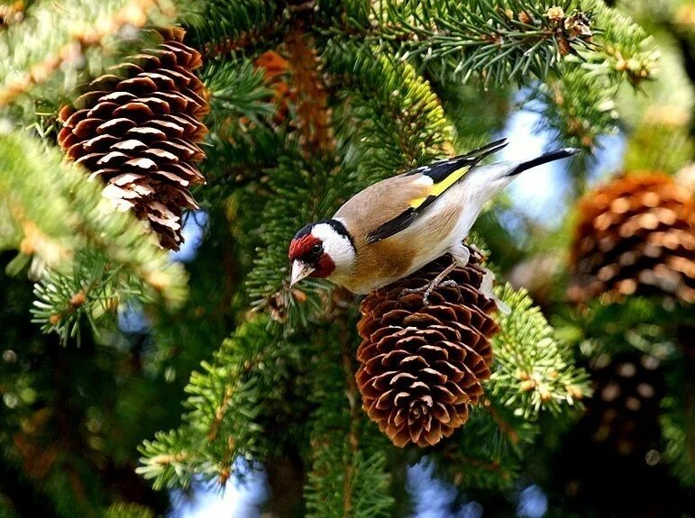 Щеглы Вьюрковые. Птицы питающиеся семенами хвойных. Птицы на елке. Птицы в зимнем лесу.