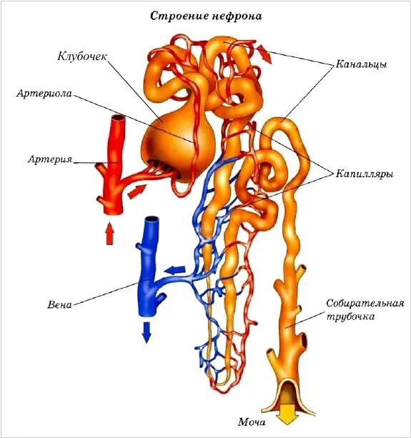 Строение нефрона капсула нефрона. Строение нефрона почки анатомия. Схема строения нефрона почки с подписями. Строение почечного нефрона человека.