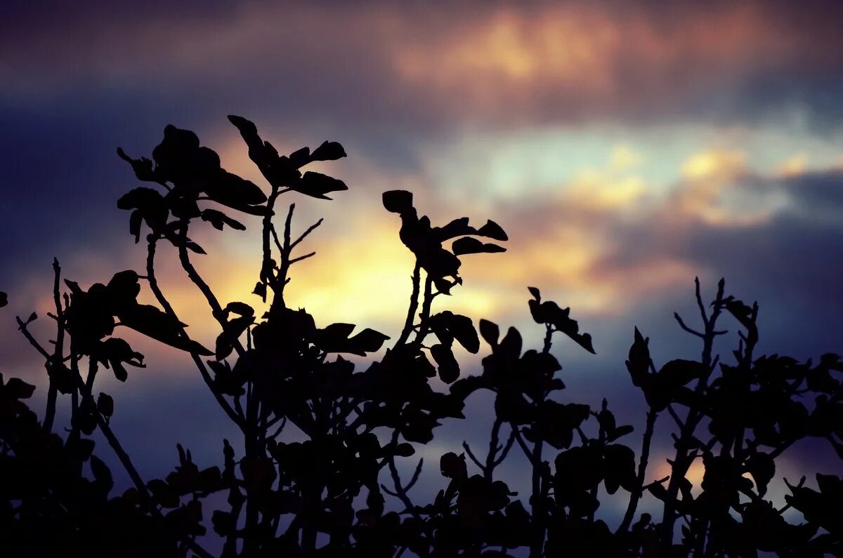 пылающие тени. непутёвый демон антон текшин. клусс джессика "дом драконов". тас'дора. джессика клусс ярко пылающая тень трилогия.