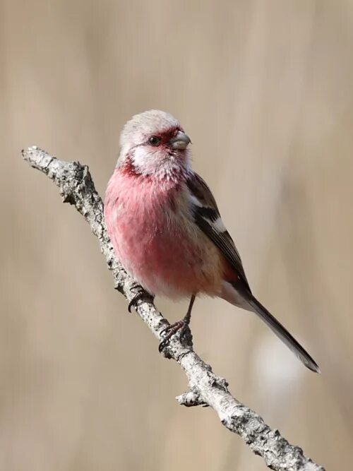Маленькая птичка с красной грудкой похожая. Птица с розовой грудкой. Маленькая птичка с розовой грудкой. Серая птица с розовой грудкой. Маленькая серая птичка с розовой грудкой.